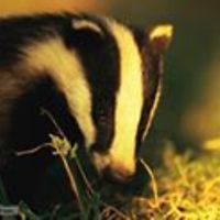 dawn_pettet_9 avatar