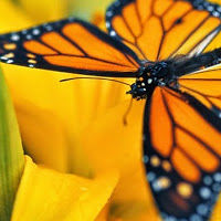 seahgreenhorn avatar