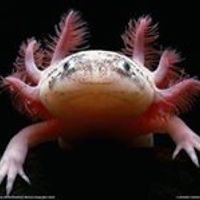 lana_banana_37 avatar