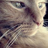 damienmjollnirzenef_anterion avatar