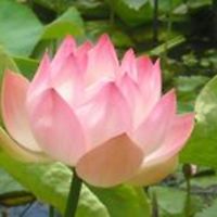 linda_schillerstrom_9 avatar