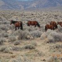 robin_malovich avatar