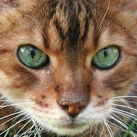 susiesquillions avatar