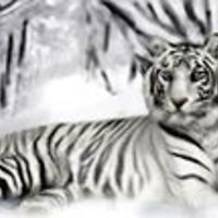 darcie_jones_5 avatar