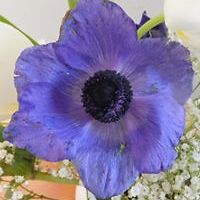 elizabeth_thomas_509 avatar