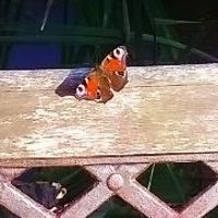 monika_przyjemska_5 avatar