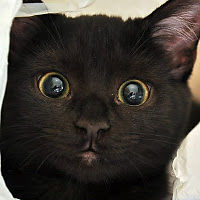 antoanetanita avatar