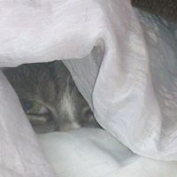 roswald_c_walton avatar