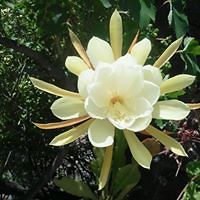 loreto_ulriksen avatar