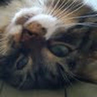 lisakomadowski avatar