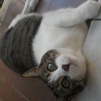 lorenzo_reggio_9 avatar