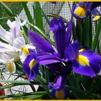 laurel_hartley_5 avatar