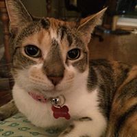 judith_balint avatar