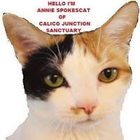 calicojunctionsanctuary avatar