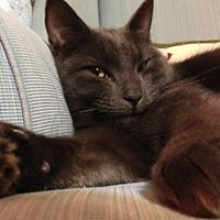 amanda_b_hendrix_5 avatar