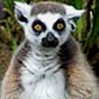 andrea_sherko avatar