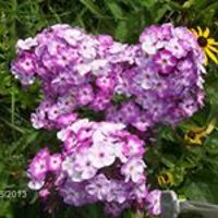 charlotte_hargis avatar