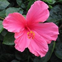 elizabeth_char_7 avatar