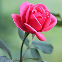 elbingeorgesacoponsisa avatar