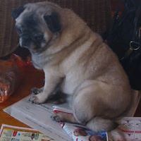 newburyportcastro avatar