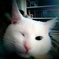 thunderthighs_hoky avatar