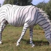 sylvia_kratz_58 avatar