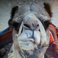 moppi_moopenheimer avatar