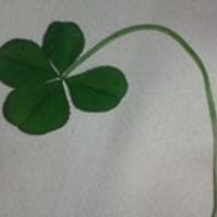 marcogliese_lise avatar