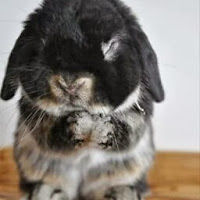 tajhasachannel avatar