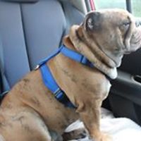 patricia_p_geiger avatar