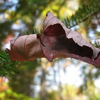 dustin_simons1 avatar