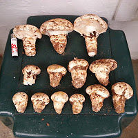 mushroomviper avatar