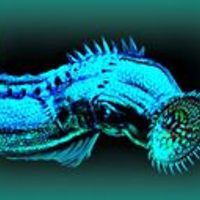 david_kuwuncic avatar