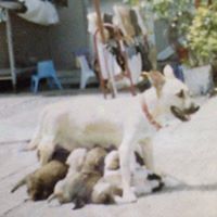 angelicabeatrice_lim avatar