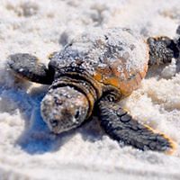 Jennifersharonferris avatar