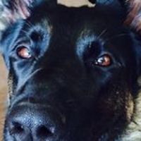 jean_pietsch_7 avatar