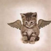 angelpiggie_1 avatar