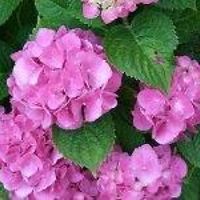 adriana_maturiloffredo avatar