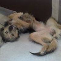 mariaildiko_szilagyi avatar