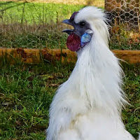 johannajlevik avatar