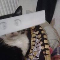 franciszek_peszynski avatar