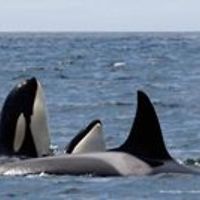 donna_voskuilen avatar