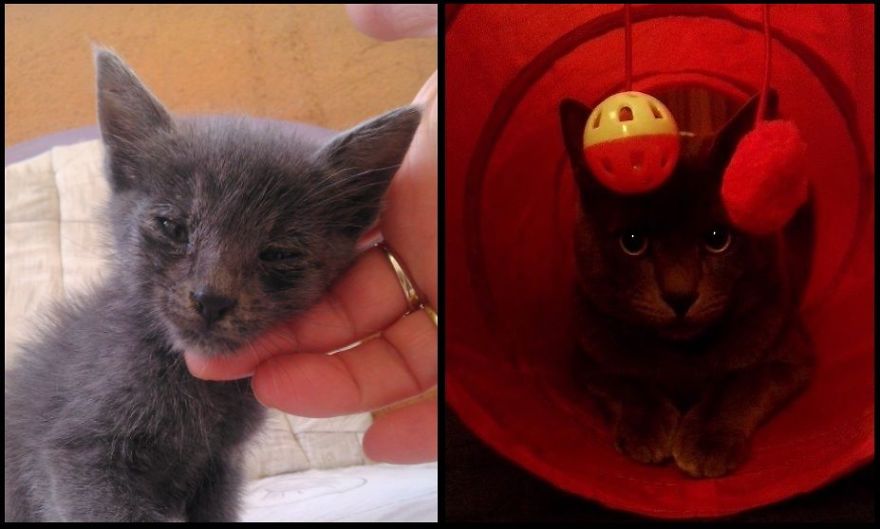 I Found Him Starving In The Street. Now, He's The Happiest Cat In The World.