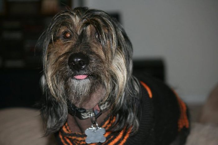 Curly - Doxie Crested (dachshund X Chinese Crested)