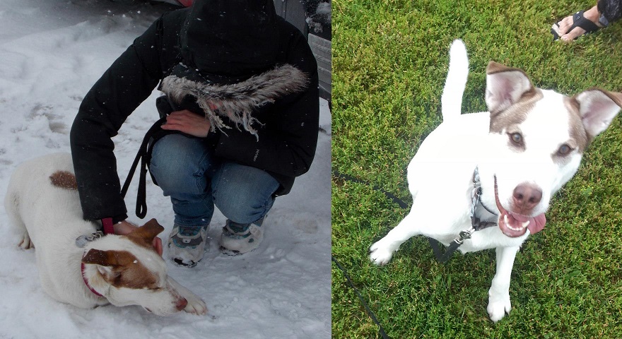 Ginger At The Shelter On The Left And After 4 Months On The Right! :)