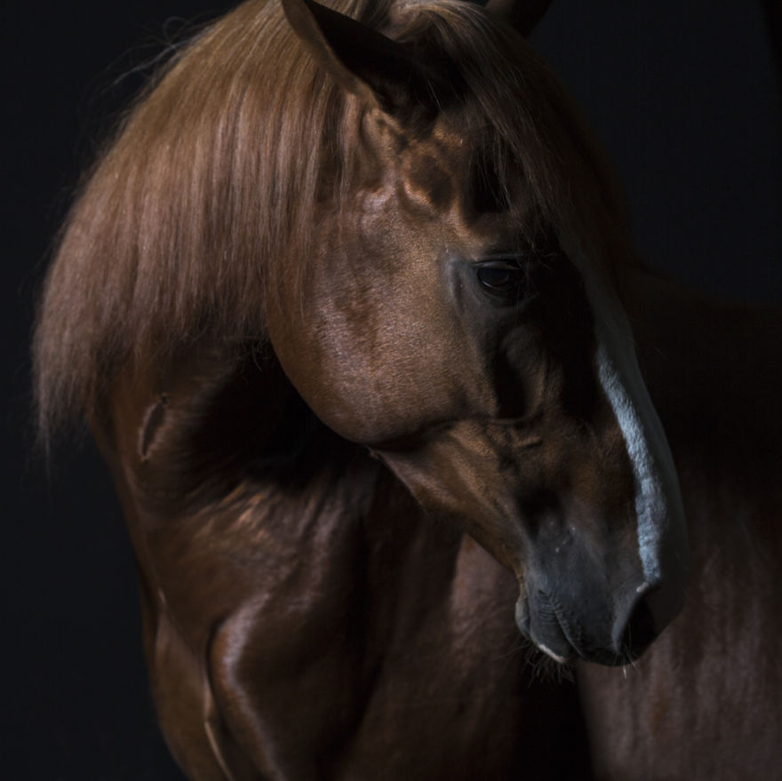 I Take Personal Portraits Of Dogs, Cats And Horses I Take Personal Portraits Of Dogs, Cats And Horses