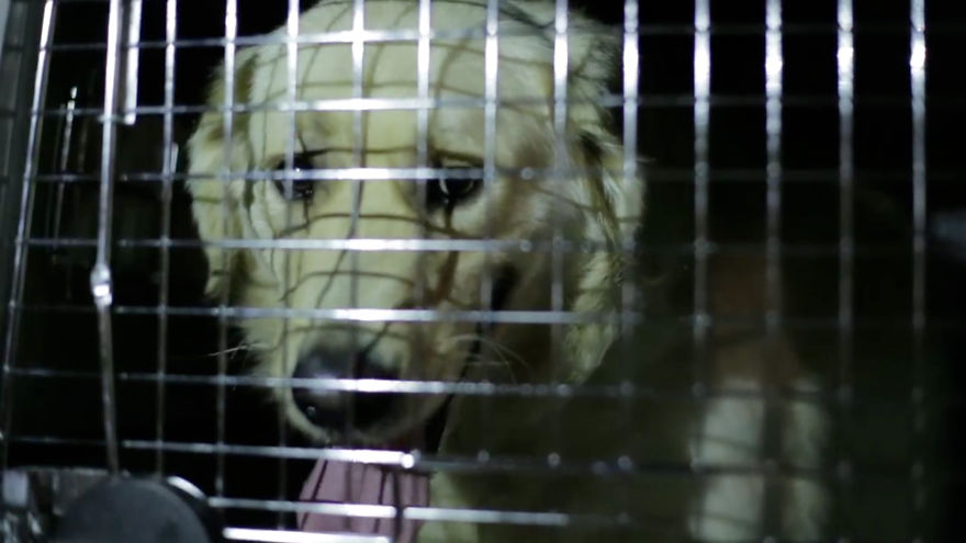 Message From A Lebanese Dog Applying For Adoption Message From A Lebanese Dog Applying For Adoption