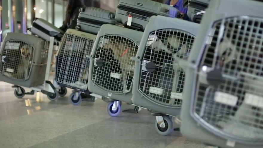 Message From A Lebanese Dog Applying For Adoption