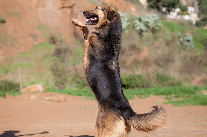 Message From A Lebanese Dog Applying For Adoption Message From A Lebanese Dog Applying For Adoption