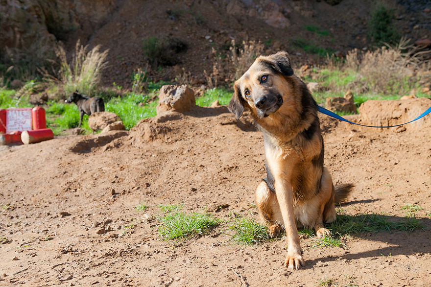 Message From A Lebanese Dog Applying For Adoption Message From A Lebanese Dog Applying For Adoption